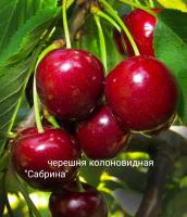 Черешня колоновидная "Сабрина"