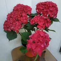 Гортензия крупноцветковая Роял Рэд (Royl Red)