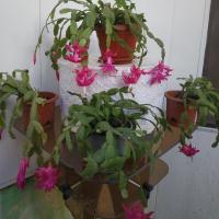 Декабрист (Schlumbergera)