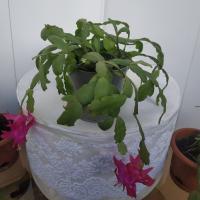 Декабрист (Schlumbergera) маленькие