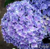 Гортензия крупноцветковая Флайм Пёпл ( Flame Purple)