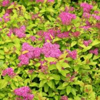 Японская спирея Голден Принцесс (Spiraea japonica Golden Princess)