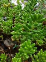 Очиток (седум) рубротинктум (sedum rubrotinctum)