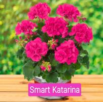 Пеларгония "Smart Katarina"