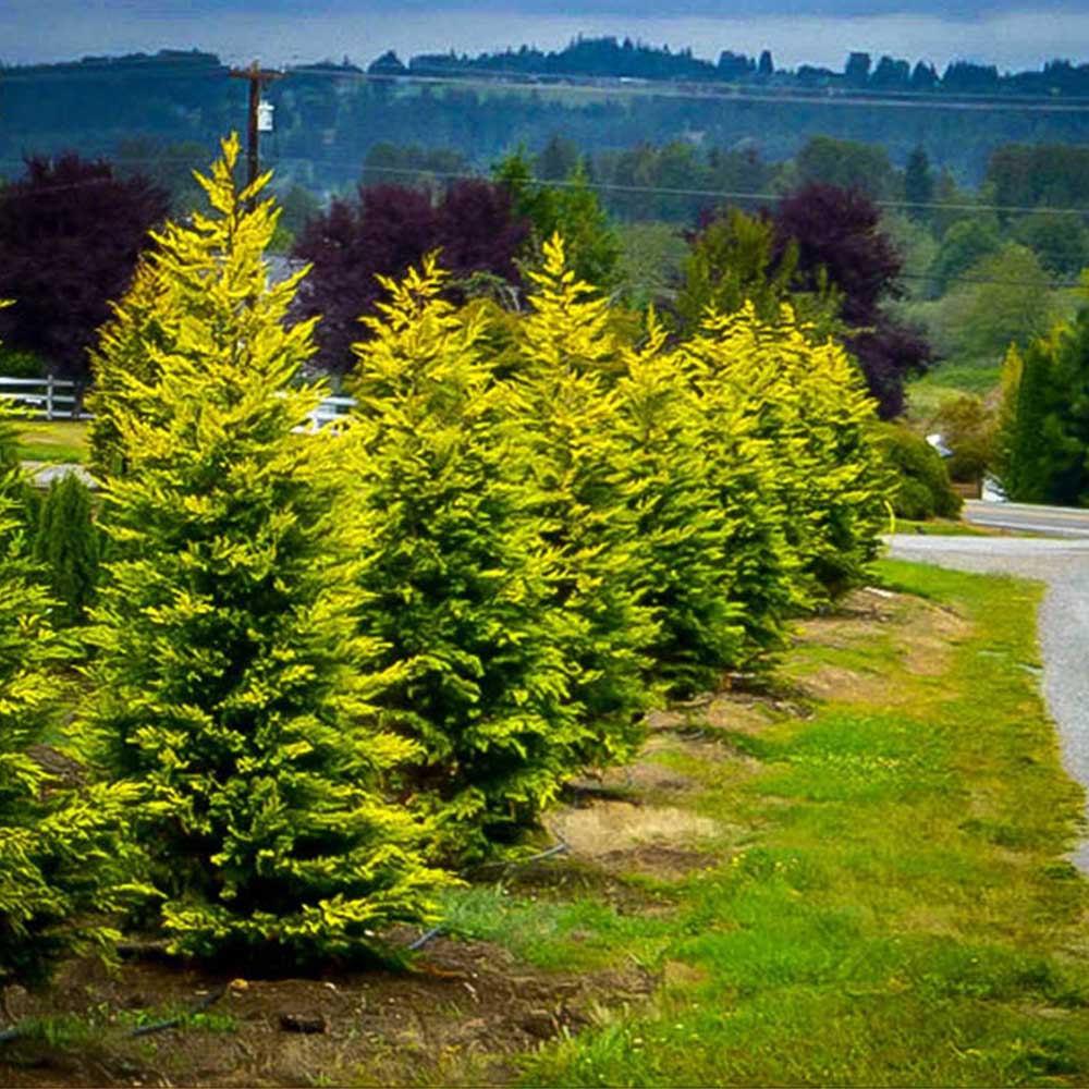 Купрессоципарис лейланда фото и описание